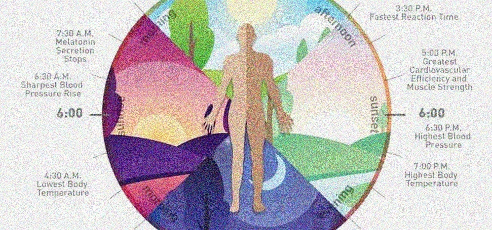 circadian business rhythms